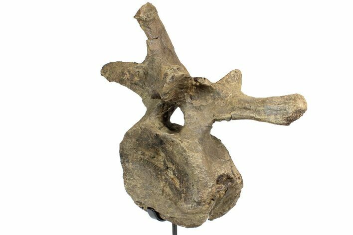 Triceratops Dorsal Vertebrae On Stand - North Dakota #77976